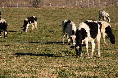 Rancho Ojos Negros, Meksika bir peynir süt inekleri