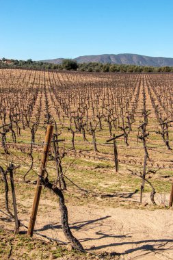 San Antonio de Las Minas, Ensenada, Baja california, Meksika, şarap insdustry üzüm bağları