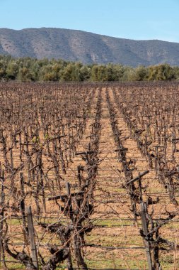 San Antonio de Las Minas, Ensenada, Baja california, Meksika, şarap insdustry üzüm bağları