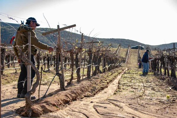 Ensenada, Baja California Norte, Meksika, 8th Ocak 2019, Meksika işçi kırpma şarap Valle de Guadalupe kırpar.
