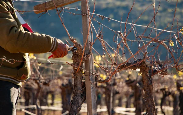 Ensenada, Baja California Norte, Meksika, 8th Ocak 2019, Meksika işçi kırpma şarap Valle de Guadalupe kırpar.