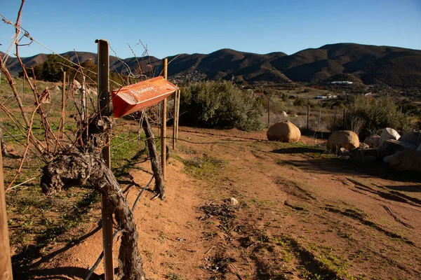 Ensenada Baja California Norte México Janeiro 2019 Pheromone Trap Pest — Fotografia de Stock