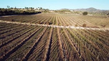 Santos Bodegas de Santo Tomas, üzüm bağı çiftliği.