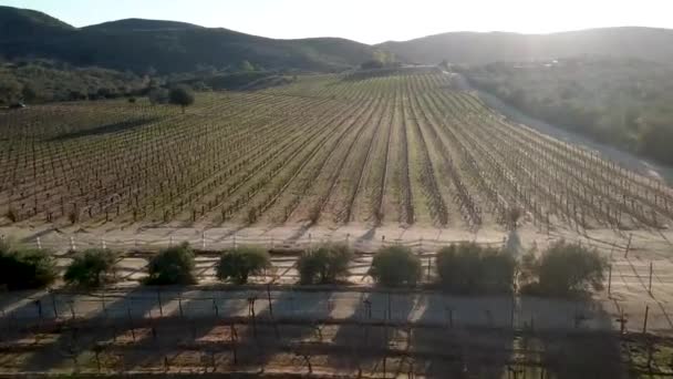 Santos Bodegas Santo Tomas Vineyard Farm — Stock Video