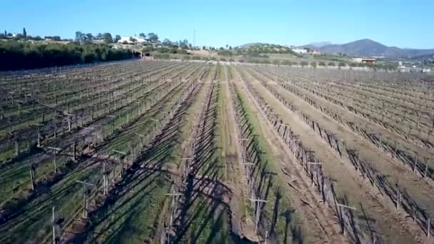 Santos Bodegas Santo Tomas Виноградник Ферми — стокове відео