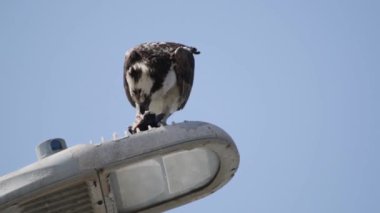 Osprey şahini taze yakalanmış balıkla beslendirilen, bir sokak lambası direğinde duran, Uabc kampüsü, Ensenada, Meksika