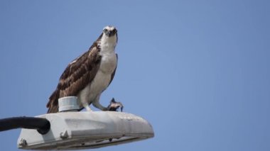 Osprey şahini taze yakalanmış balıkla beslendirilen, bir sokak lambası direğinde duran, Uabc kampüsü, Ensenada, Meksika