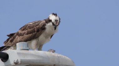 Osprey şahini taze yakalanmış balıkla beslendirilen, bir sokak lambası direğinde duran, Uabc kampüsü, Ensenada, Meksika