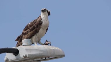 Osprey şahini taze yakalanmış balıkla beslendirilen, bir sokak lambası direğinde duran, Uabc kampüsü, Ensenada, Meksika
