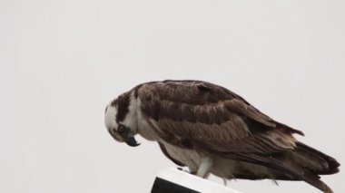 Osprey şahini taze yakalanmış balıkla beslendirilen, bir sokak lambası direğinde duran, Uabc kampüsü, Ensenada, Meksika
