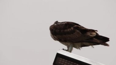 Osprey şahini taze yakalanmış balıkla beslendirilen, bir sokak lambası direğinde duran, Uabc kampüsü, Ensenada, Meksika