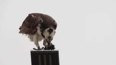 Osprey şahini taze yakalanmış balıkla beslendirilen, bir sokak lambası direğinde duran, Uabc kampüsü, Ensenada, Meksika
