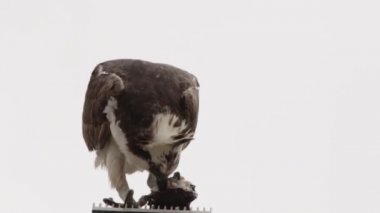 Osprey şahini taze yakalanmış balıkla beslendirilen, bir sokak lambası direğinde duran, Uabc kampüsü, Ensenada, Meksika