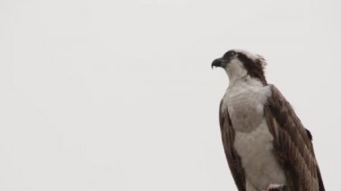 Osprey şahini taze yakalanmış balıkla beslendirilen, bir sokak lambası direğinde duran, Uabc kampüsü, Ensenada, Meksika
