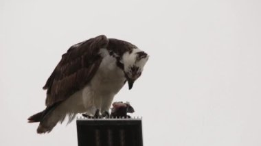 Osprey şahini taze yakalanmış balıkla beslendirilen, bir sokak lambası direğinde duran, Uabc kampüsü, Ensenada, Meksika
