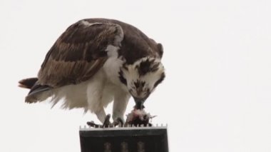 Osprey şahini taze yakalanmış balıkla beslendirilen, bir sokak lambası direğinde duran, Uabc kampüsü, Ensenada, Meksika