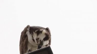 Osprey şahini taze yakalanmış balıkla beslendirilen, bir sokak lambası direğinde duran, Uabc kampüsü, Ensenada, Meksika