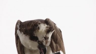 Osprey şahini taze yakalanmış balıkla beslendirilen, bir sokak lambası direğinde duran, Uabc kampüsü, Ensenada, Meksika