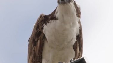 Osprey şahini taze yakalanmış balıkla beslendirilen, bir sokak lambası direğinde duran, Uabc kampüsü, Ensenada, Meksika