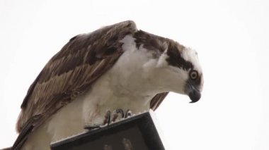 Osprey şahini taze yakalanmış balıkla beslendirilen, bir sokak lambası direğinde duran, Uabc kampüsü, Ensenada, Meksika