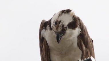 Osprey şahini taze yakalanmış balıkla beslendirilen, bir sokak lambası direğinde duran, Uabc kampüsü, Ensenada, Meksika