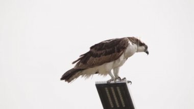 Osprey şahini taze yakalanmış balıkla beslendirilen, bir sokak lambası direğinde duran, Uabc kampüsü, Ensenada, Meksika