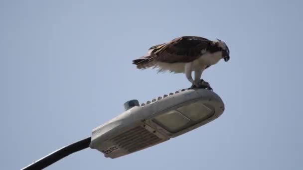 Alimentando Falcão Osprey Alimentando Peixe Recém Capturado Pólo Luz Rua — Vídeo de Stock