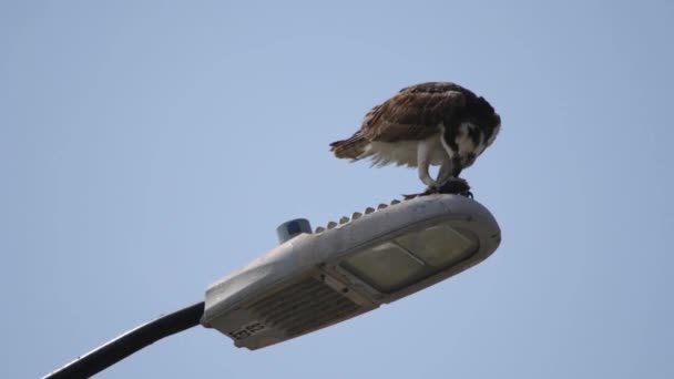 Karmienie Osprey Hawk Karmienia Świeżo Złowionych Ryb Stojąc Słupie Streetlight — Wideo stockowe