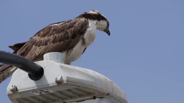 Alimentación Halcón Águila Pescadora Alimentándose Peces Recién Capturados Pie Poste — Vídeos de Stock