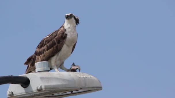 Osprey Şahini Taze Yakalanmış Balıkla Beslendirilen Bir Sokak Lambası Direğinde — Stok video