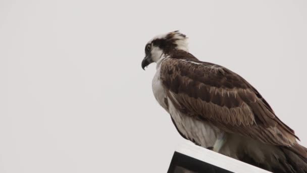 Feeding Osprey Hawk Feeding Freshly Caught Fish Standing Streetlight Pole — Stock Video