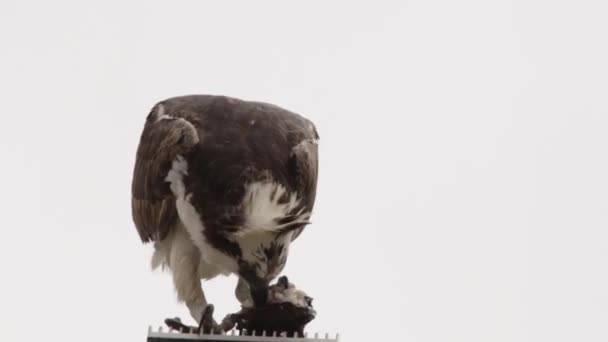Utfodring Fiskgjuse Hawk Utfodring Nyfångad Fisk Stående Lyktstolpe Pole Uabc — Stockvideo