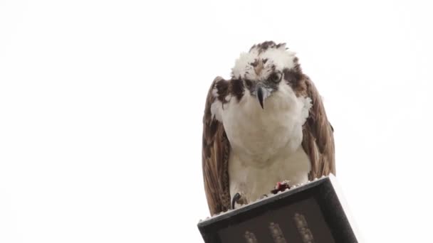 Alimentando Falcão Osprey Alimentando Peixe Recém Capturado Pólo Luz Rua — Vídeo de Stock