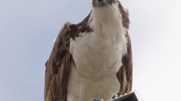 Feeding Osprey Hawk Feeding Freshly Caught Fish Standing Streetlight Pole — Stock Video