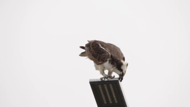 Osprey Şahini Taze Yakalanmış Balıkla Beslendirilen Bir Sokak Lambası Direğinde — Stok video