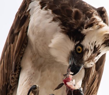 Osprey şahini taze yakalanmış balıkla beslendirilen, bir sokak lambası direğinde duran, Uabc kampüsü, Ensenada, Meksika