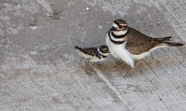 Killdeer yağmurcun (Charadrius vociferous) anne ve civciv beton bir driveway (ekolojik tuzak ve habitat kaybı sonuçları üzerinde kayıp)