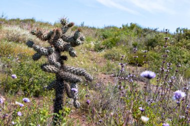 Cylindropuntia spp. veya Cholla, Kaliforniya kıyı çalık kaktüs. Ensenada, Baja california, Meksika