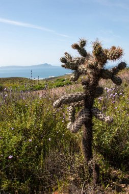 Cylindropuntia spp. veya Cholla, Kaliforniya kıyı çalık kaktüs. Ensenada, Baja california, Meksika