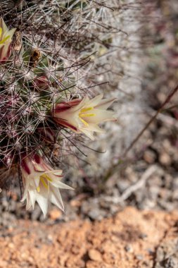 Fishhook kaktüs Mammilaria dioica