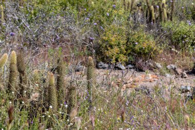 Cylindropuntia spp. veya Cholla, Kaliforniya kıyı çalık kaktüs. Ensenada, Baja california, Meksika