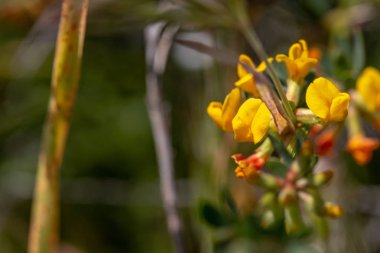 Çalı Deervetch (Lotus rigidus), çöl kaya bezelyesi, Ensenada, Baja California, Meksika