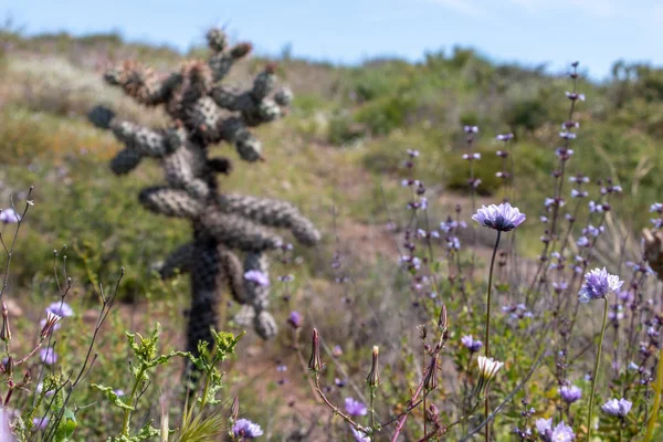 Cylindropuntia spp. veya Cholla, Kaliforniya kıyı çalık kaktüs. Ensenada, Baja california, Meksika