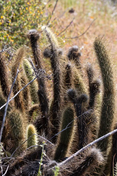 Cylindropuntia Spp Cholla Cacto Arbusto Costeiro Californiano Ensenada Baja California — Fotografia de Stock