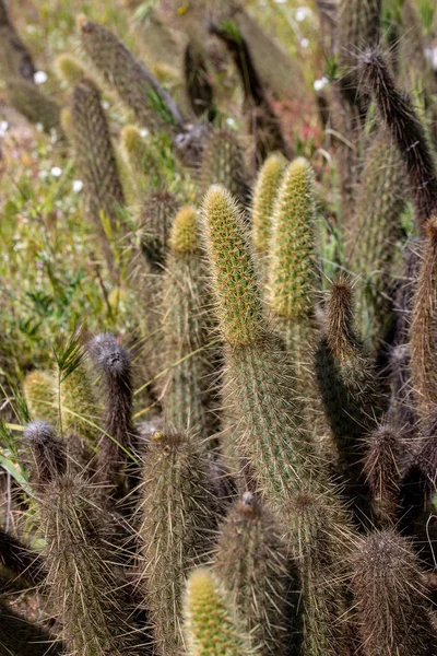 Cylindropuntia Spp Cholla Cacto Arbusto Costeiro Californiano Ensenada Baja California — Fotografia de Stock