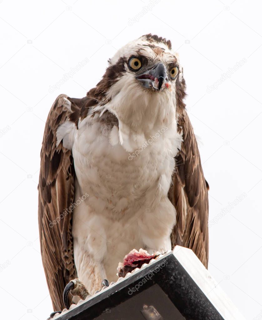 Feeding osprey hawk feeding on the freshly caught fish, standing on a streetlight pole, UABC campus, Ensenada, Mexico