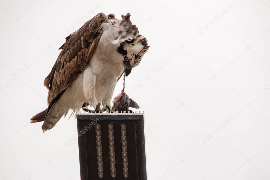 Feeding osprey hawk feeding on the freshly caught fish, standing on a streetlight pole, UABC campus, Ensenada, Mexico