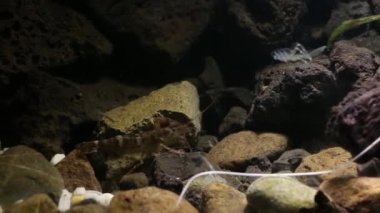 Laboratuvar balık tankında Meksika tatlı su karidesi