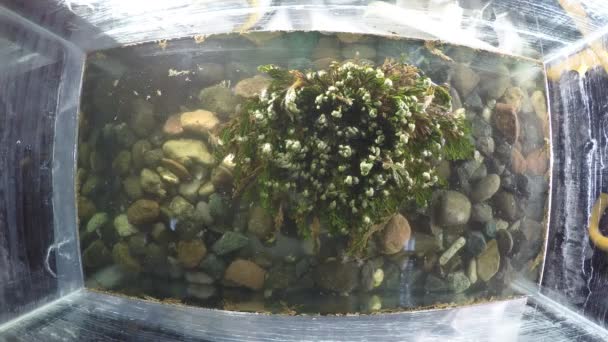 Lapso de tiempo de una planta absorbente de agua — Vídeos de Stock