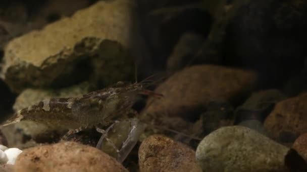 Mexikanska sötvatten räkor i laboratorie akvarium fisk tank — Stockvideo